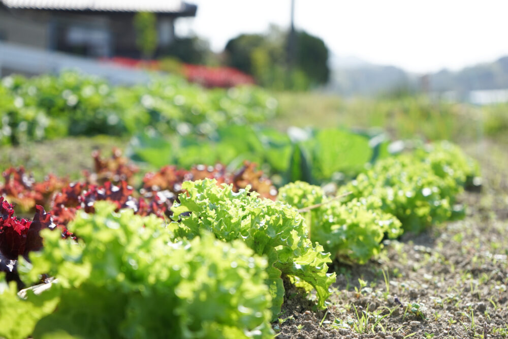 沖縄 野菜 購入