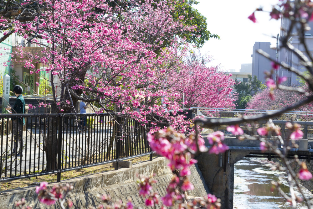 沖縄 桜 スポット（花見）