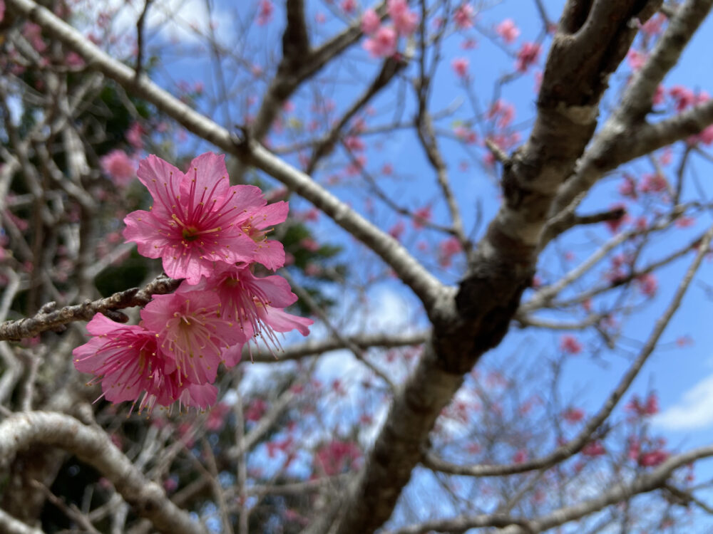 沖縄 2025年2月 イベント