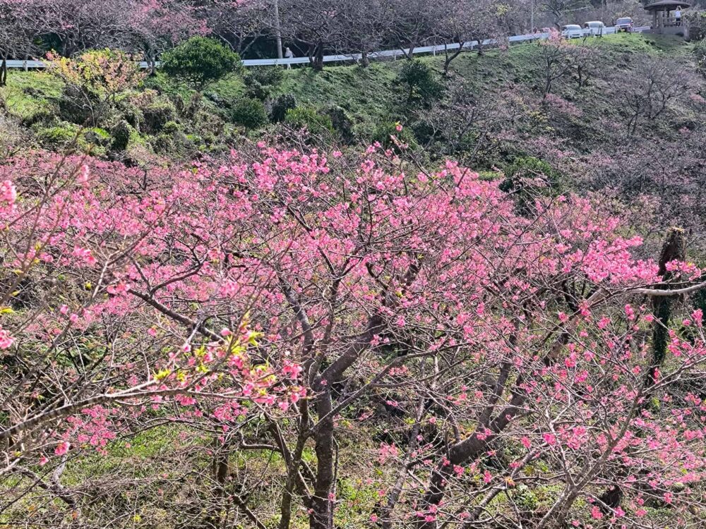 沖縄 桜 スポット（花見）