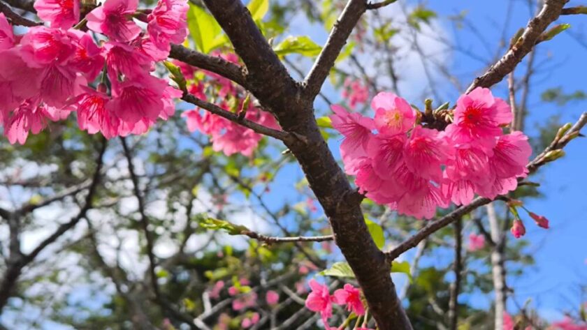 沖縄 桜 スポット（花見）