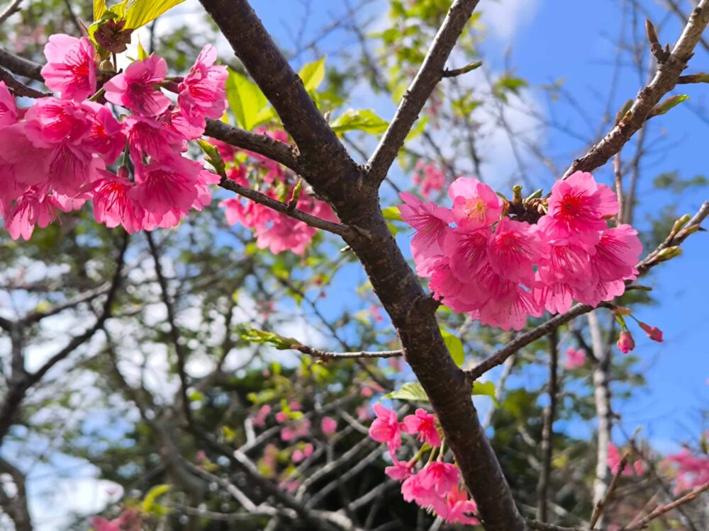 沖縄 桜 スポット（花見）