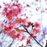 2026年1月 沖縄 イベント