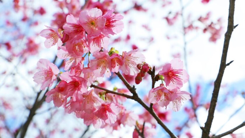 2026年1月 沖縄 イベント