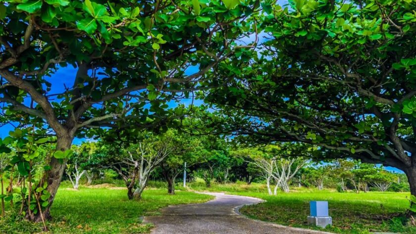 那覇市(広報誌 12月)