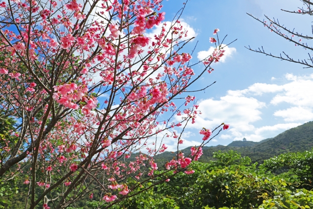 2026年2月 沖縄 イベント