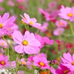 2026年2月 沖縄 イベント