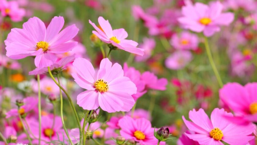 2026年2月 沖縄 イベント