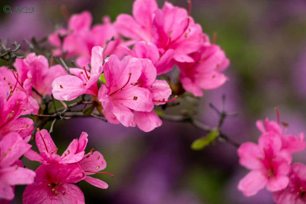 2026年3月 沖縄 イベント